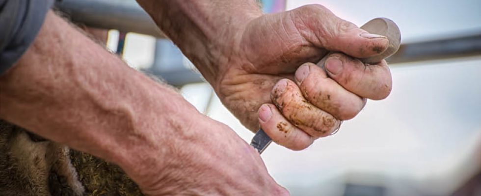 quelques photos de mon travail avec sept fermes de producteur