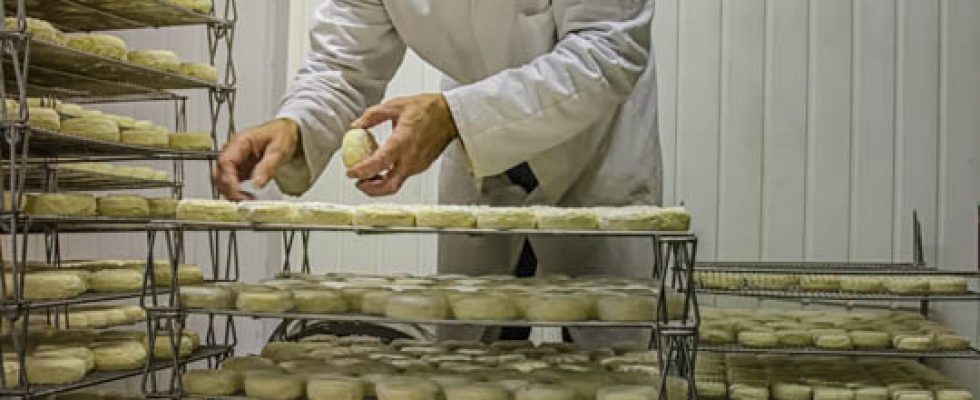 quelques photos de mon travail avec sept fermes de producteur